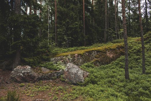 Pine trees and rocky terrain in a lush forest in Vyborg, Russia.