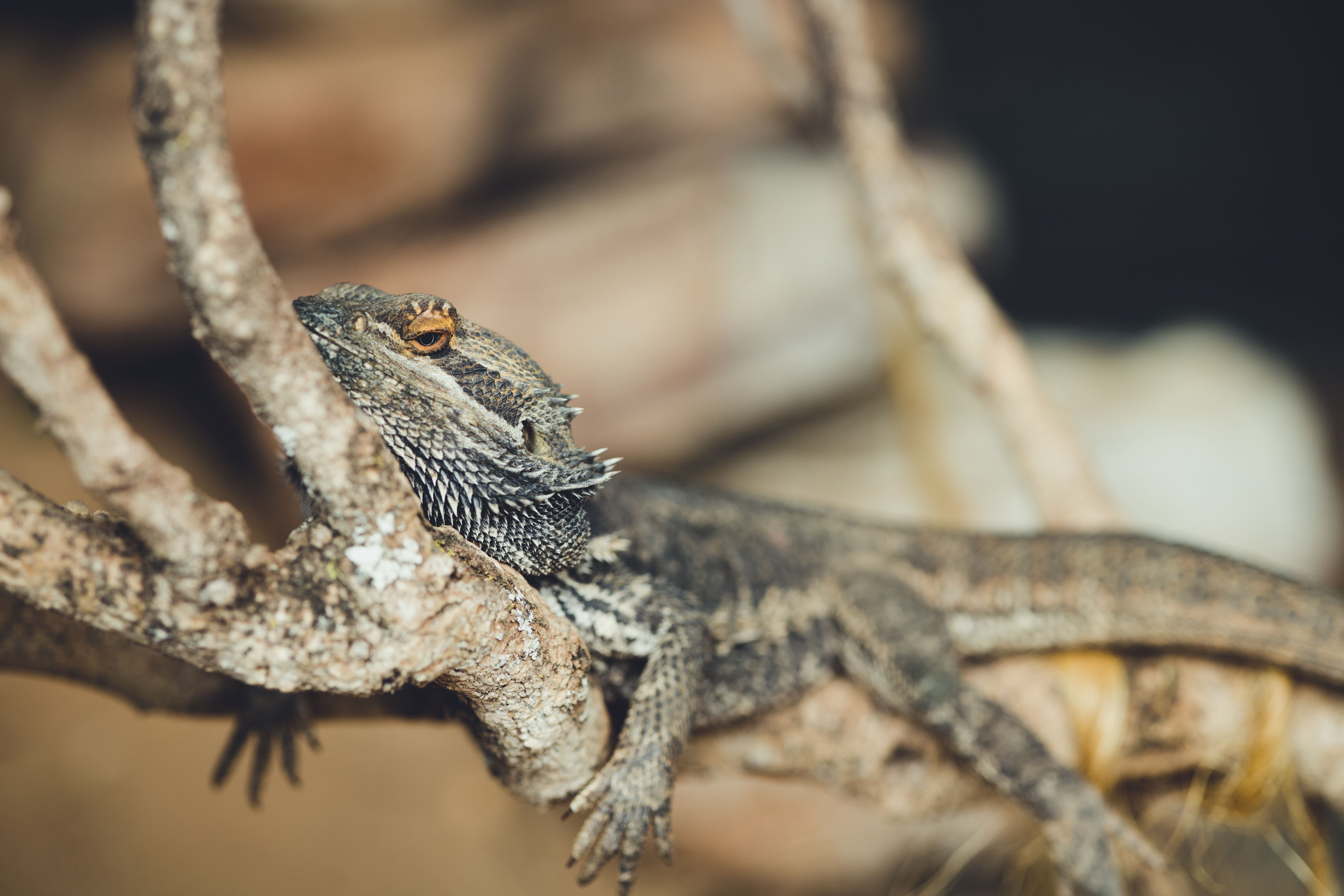 Bearded dragon terrarium showing basking area and cool-side hide setup
