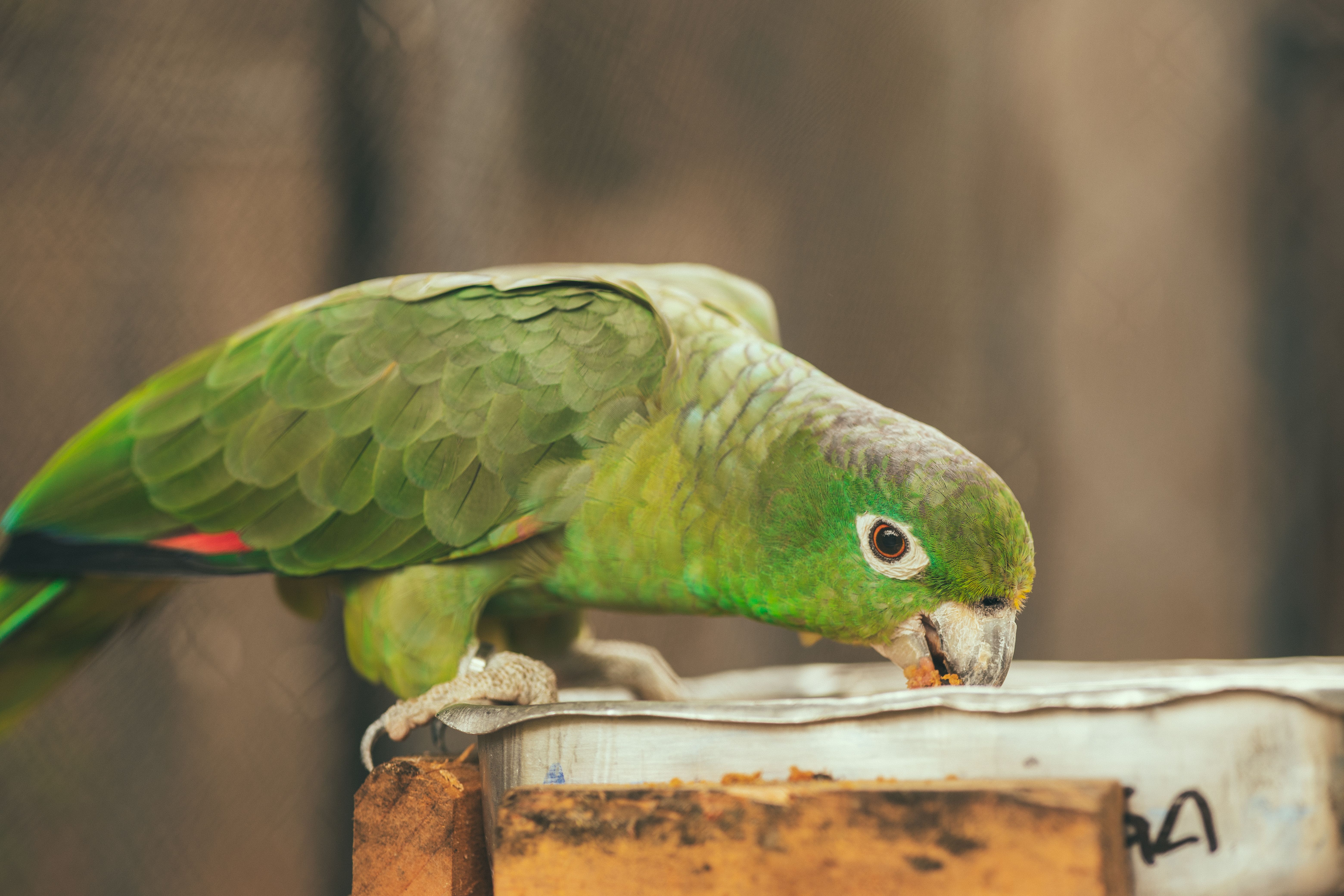 Securing Specialist Pet Insurance for Exotic Pets UK 2026