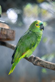 parrot photo