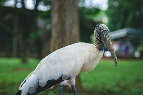 Free A detailed portrait of a Wood Stork in its lush green natural environment, showcasing its unique features. Stock Photo