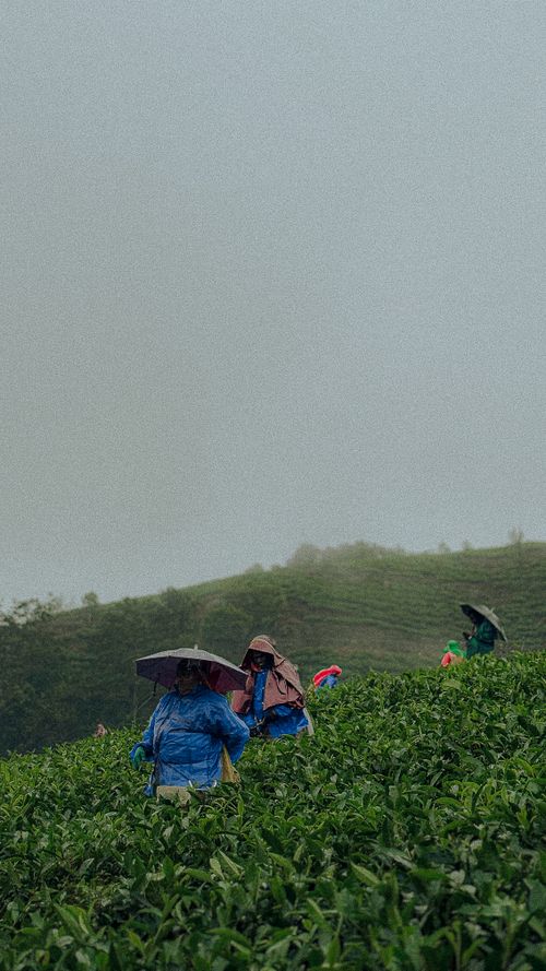 Free Workers harvesting tea in rainy weather, Vagamon, India. Lush green landscape offers serene countryside vibes. Stock Photo