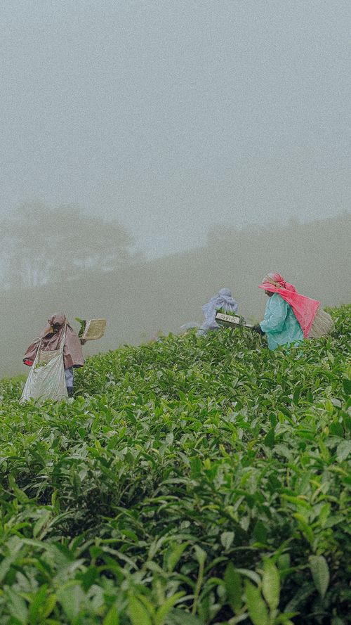 Free Workers harvesting tea leaves in a misty plantation in Vagamon, India. Stock Photo