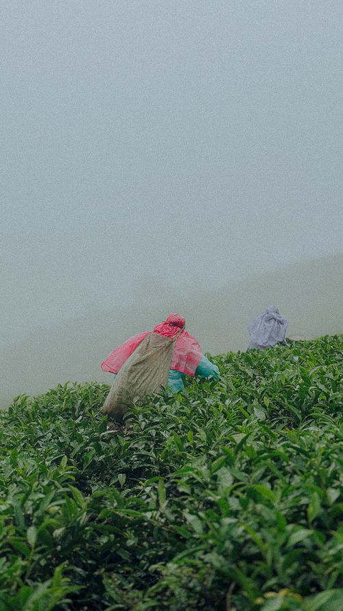 Free Tea pickers collecting leaves on misty hills of Vagamon, Kerala. Serene and atmospheric scene. Stock Photo