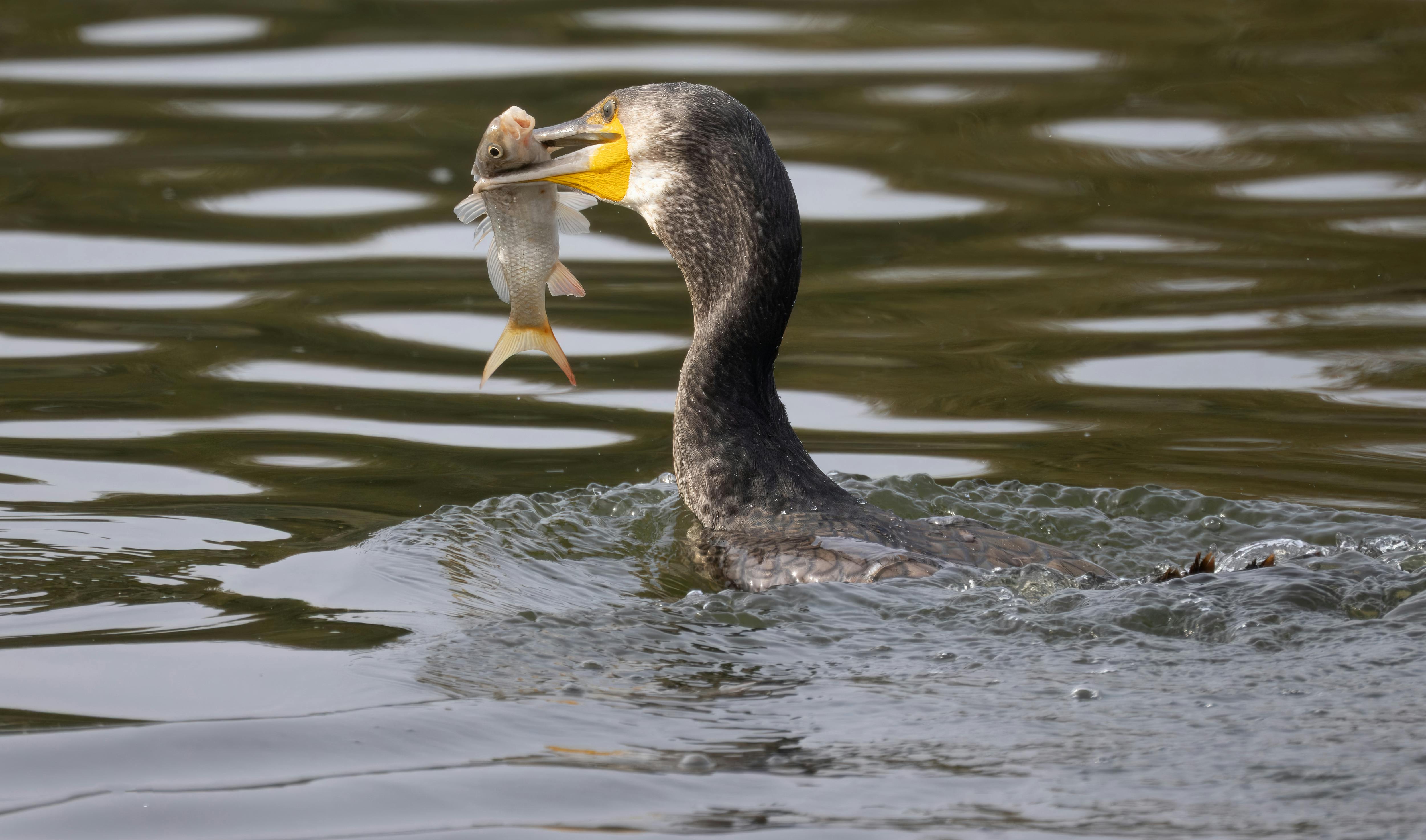 QCCA Fishing, Hunting and Outdoor Adventure Show returns this weekend — Photo by dalia nava on Pexels