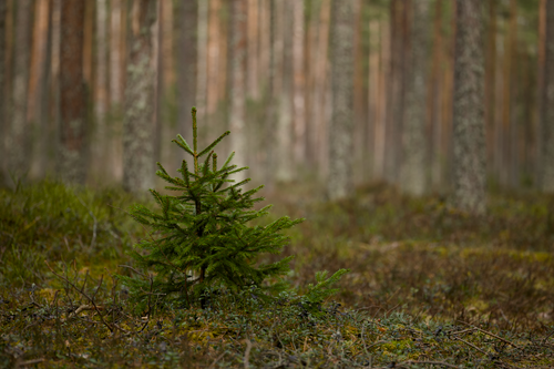 Free A small spruce tree grows amidst tall trees in a peaceful forest environment. Stock Photo