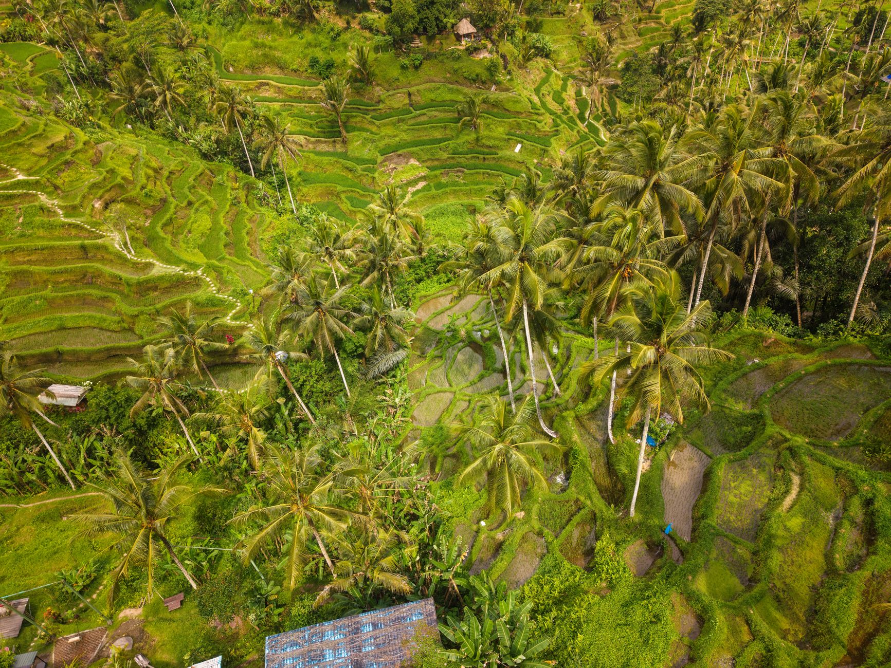 Tegallalang Rice Terraces Cycling Route