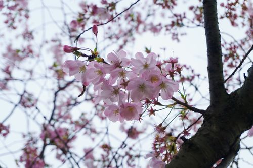 Free Close-up of pink cherry blossoms in full bloom during springtime. Stock Photo