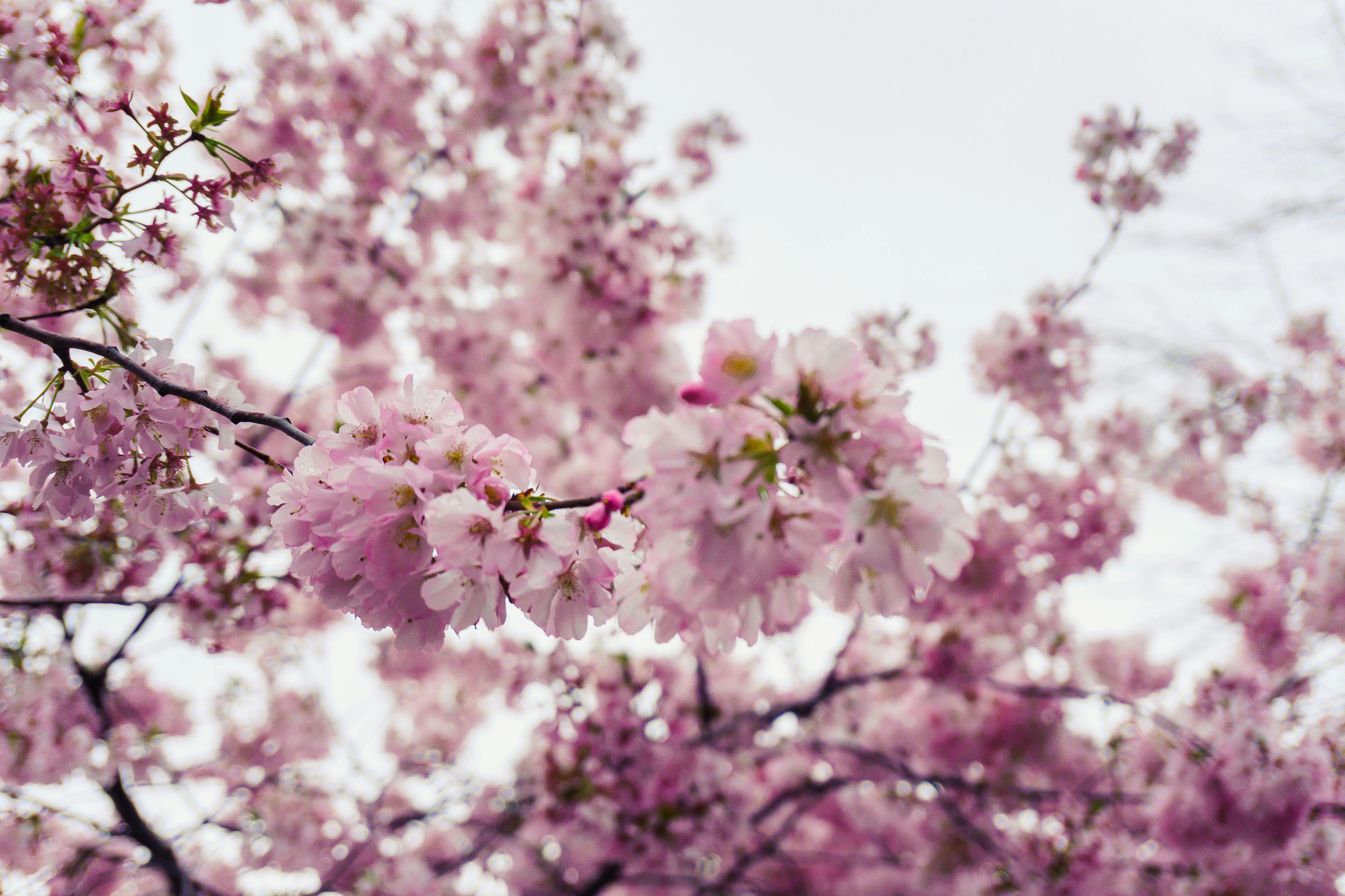 Close-up of vibrant cherry blossoms in spring, showcasing nature's beauty.