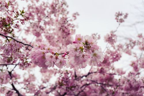 Free Close-up of vibrant cherry blossoms in spring, showcasing nature's beauty. Stock Photo