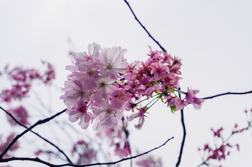 Free A detailed view of pink cherry blossoms against a clear sky, capturing the essence of spring. Stock Photo