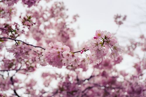 Free Close-up of vibrant cherry blossoms on a branch during springtime. Stock Photo