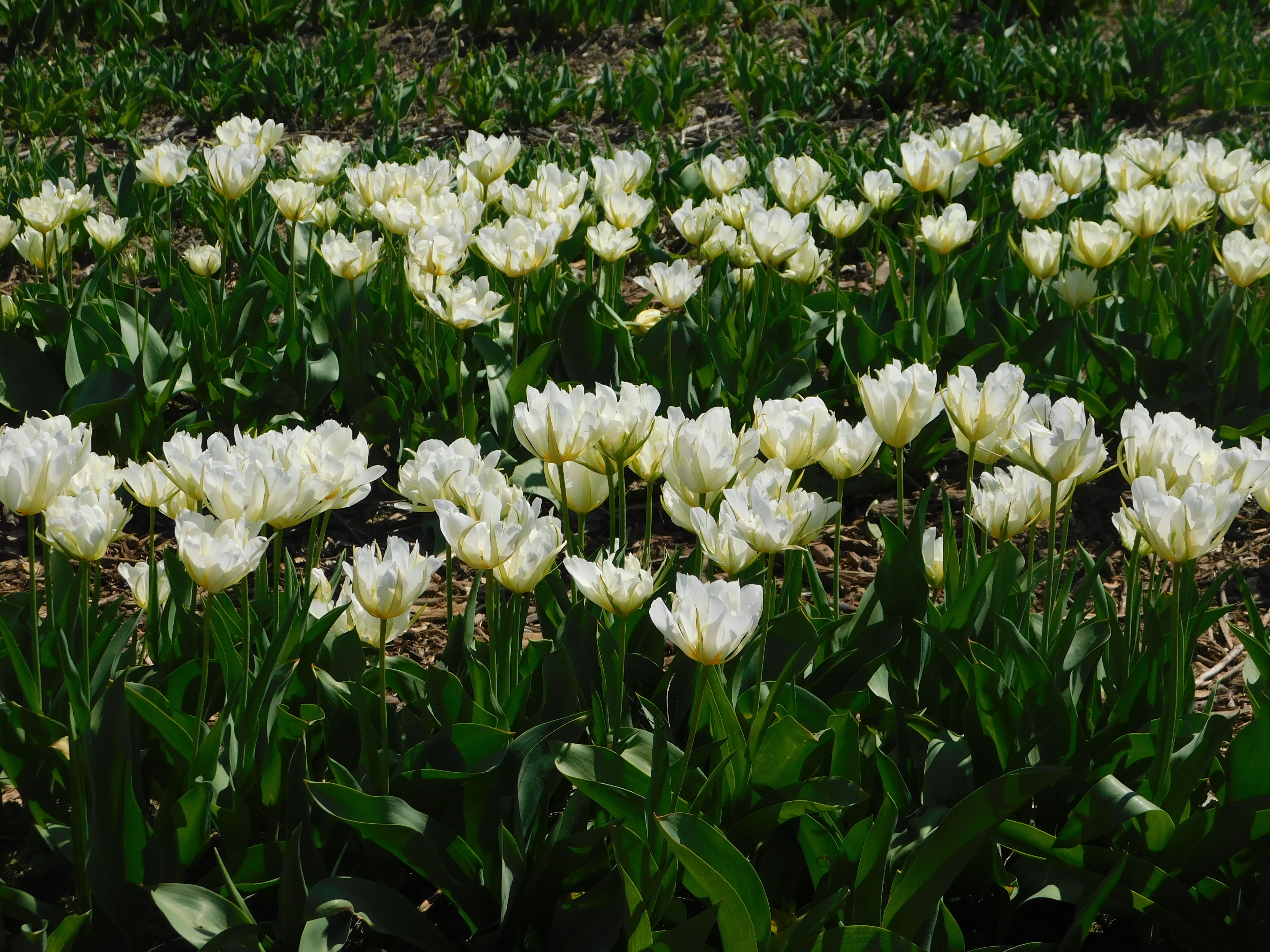 Antieke bloemenklok met kleurrijke bloemen.