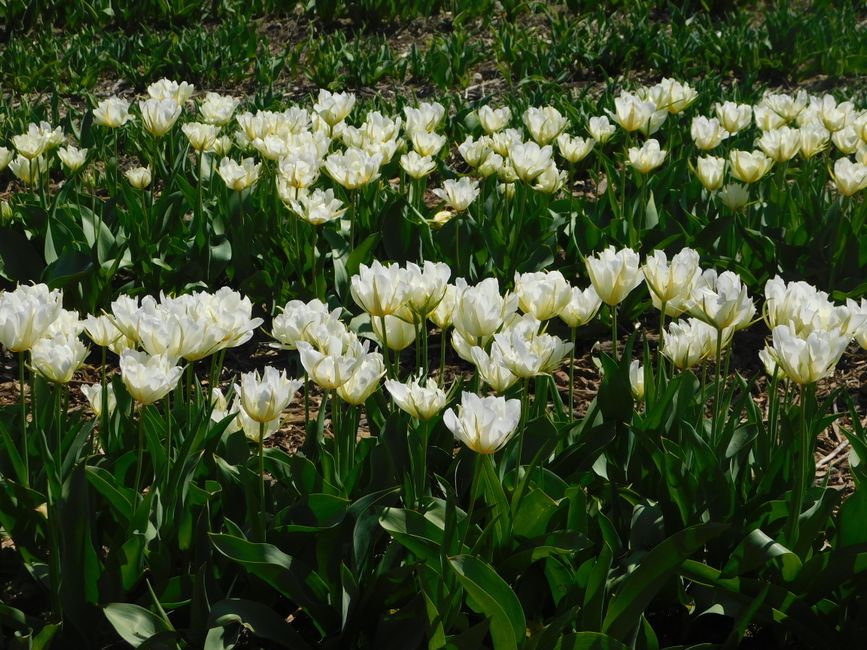 Antieke bloemenklok met kleurrijke bloemen. Antieke bloemenklok met kleurrijke bloemen.