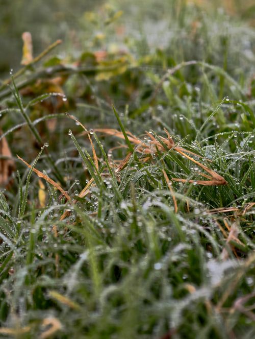 Free Dew-covered grass blades photographed up close, creating a fresh, vibrant natural scene. Stock Photo