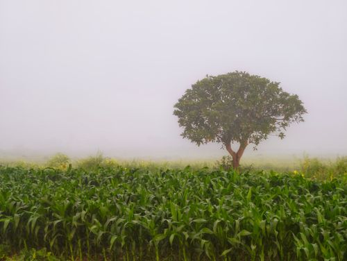 Free A lone tree stands in a misty cornfield, creating a serene and peaceful rural scene. Stock Photo