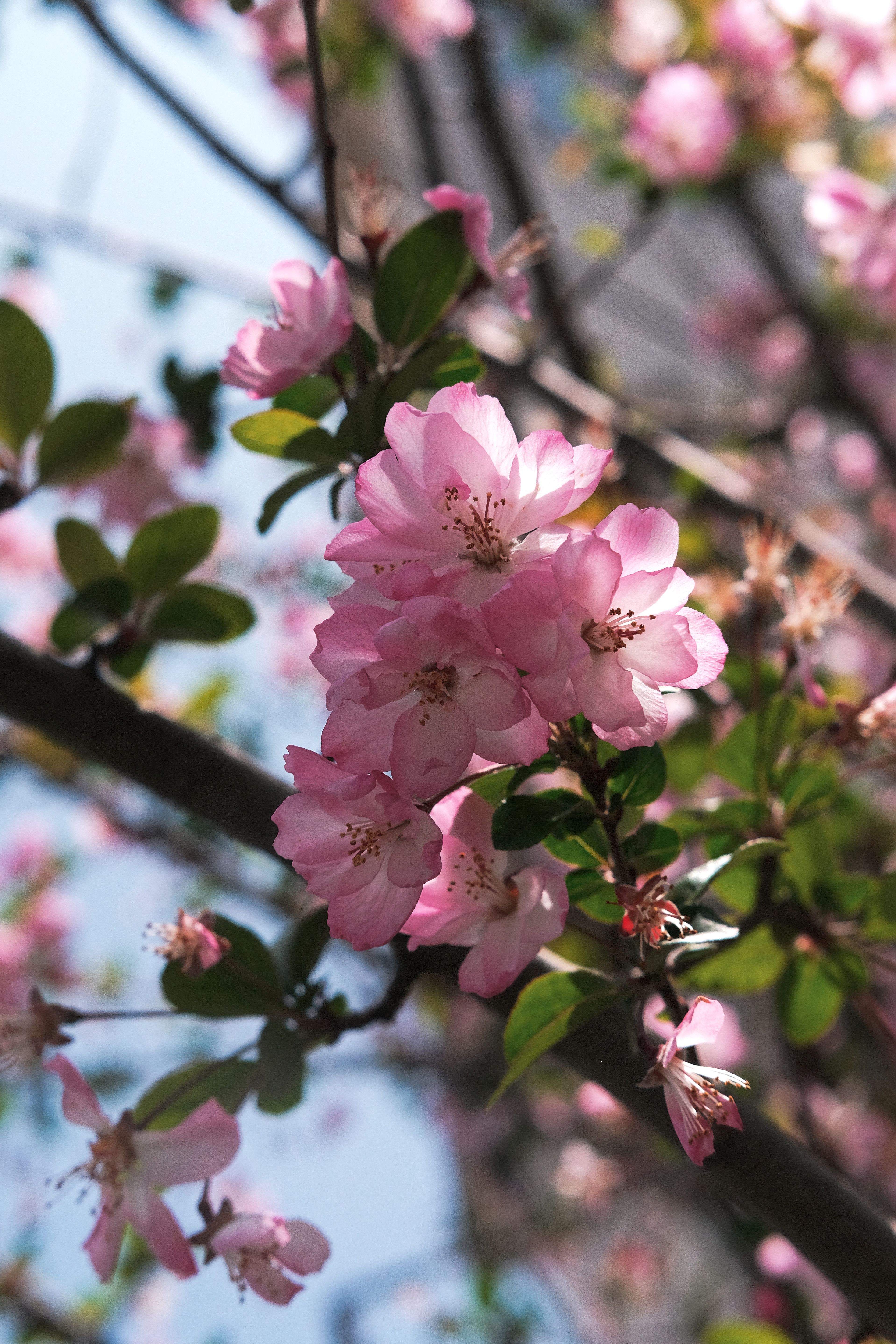 [ColoSach]-a-beautiful-cluster-of-pink-cherry-blossoms-blooming-in-spring-sunlight,-symbolizing-renewal-and-beauty.
