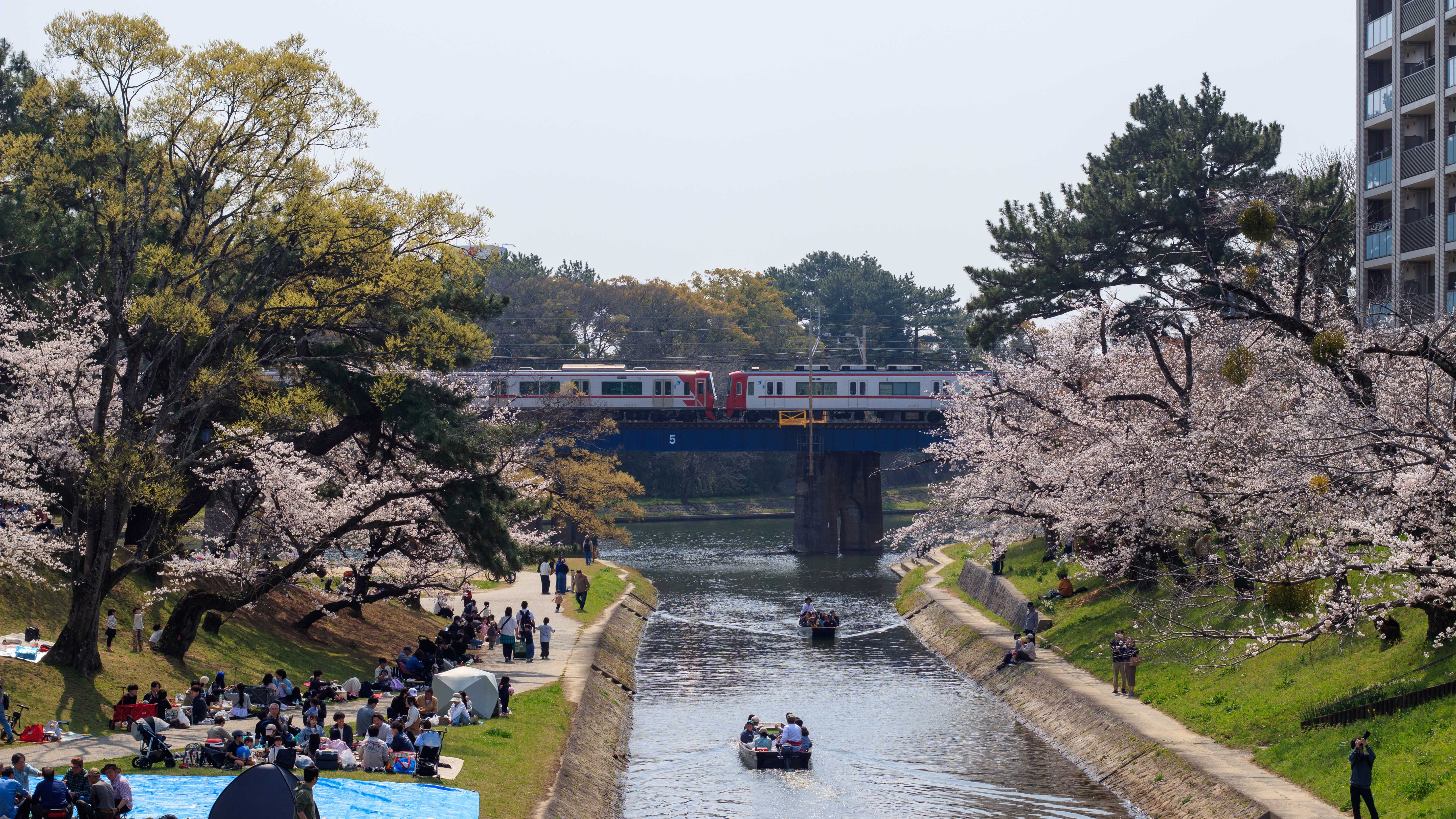 Spring picnic under cherry blossoms by a riverside canal with a train passing overhead.