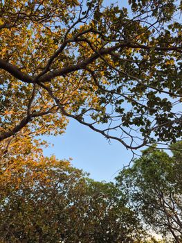 Peaceful view of tree canopy with lush greenery and clear blue sky in Vietnam.