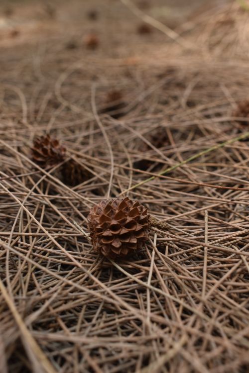 Free A detailed view of pinecones scattered among dried needles on a forest floor. Stock Photo