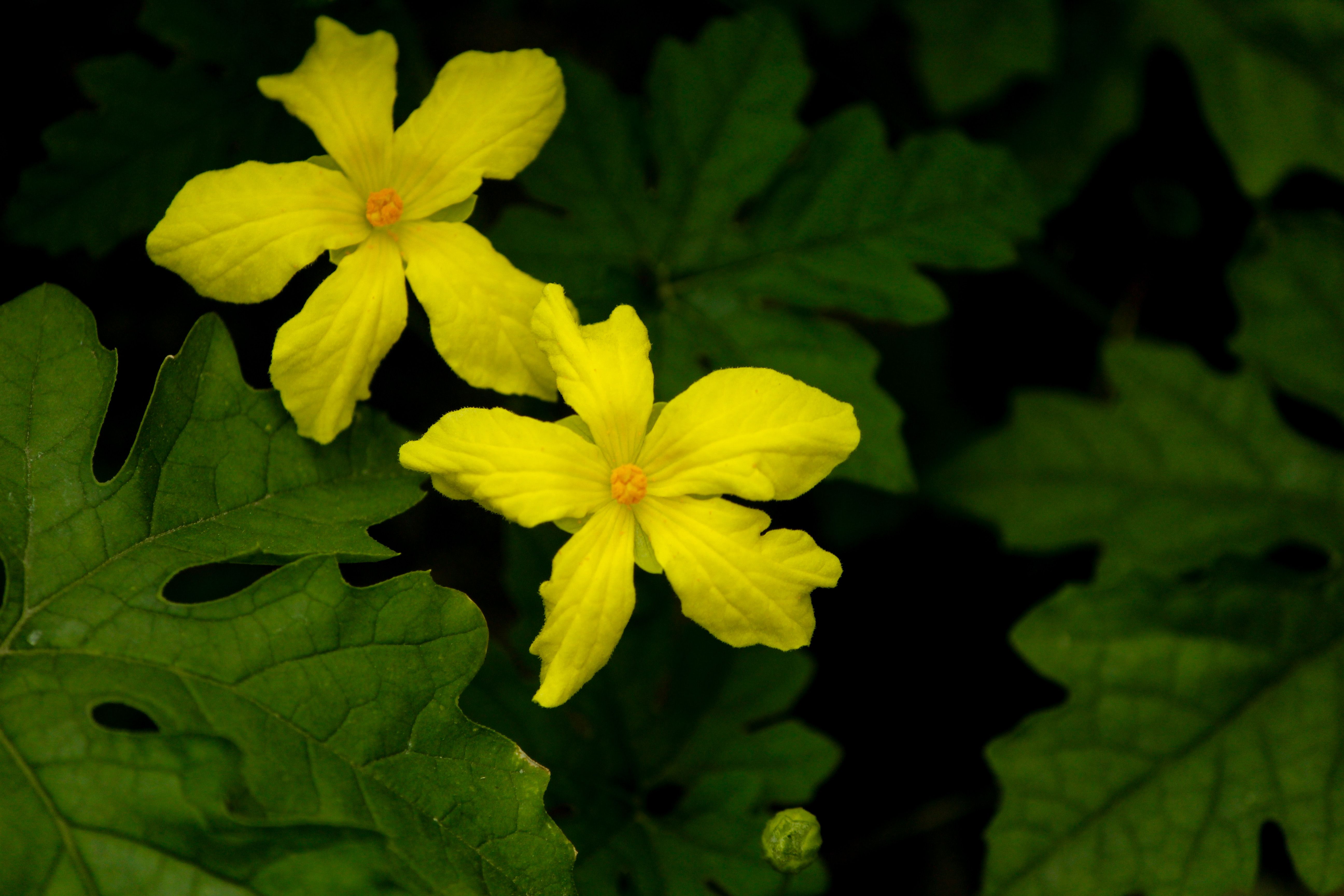 cucumber melon male female flowers diagram