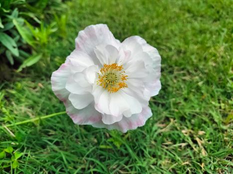 Detailed image of a white poppy flower with soft petals in a green garden setting.
