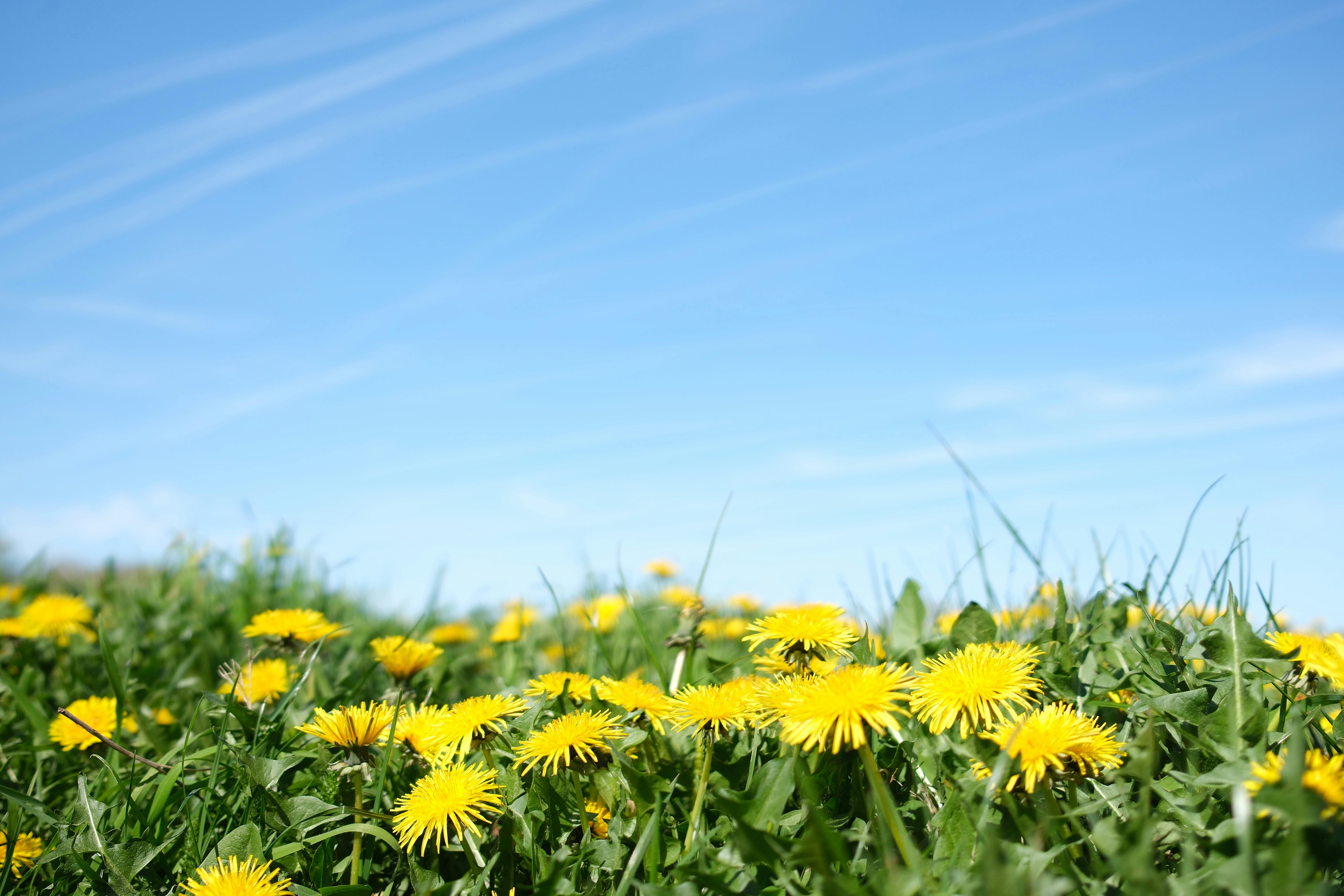 Bright dandelion flowers bloom amidst green grass under a clear blue sky in London, England.