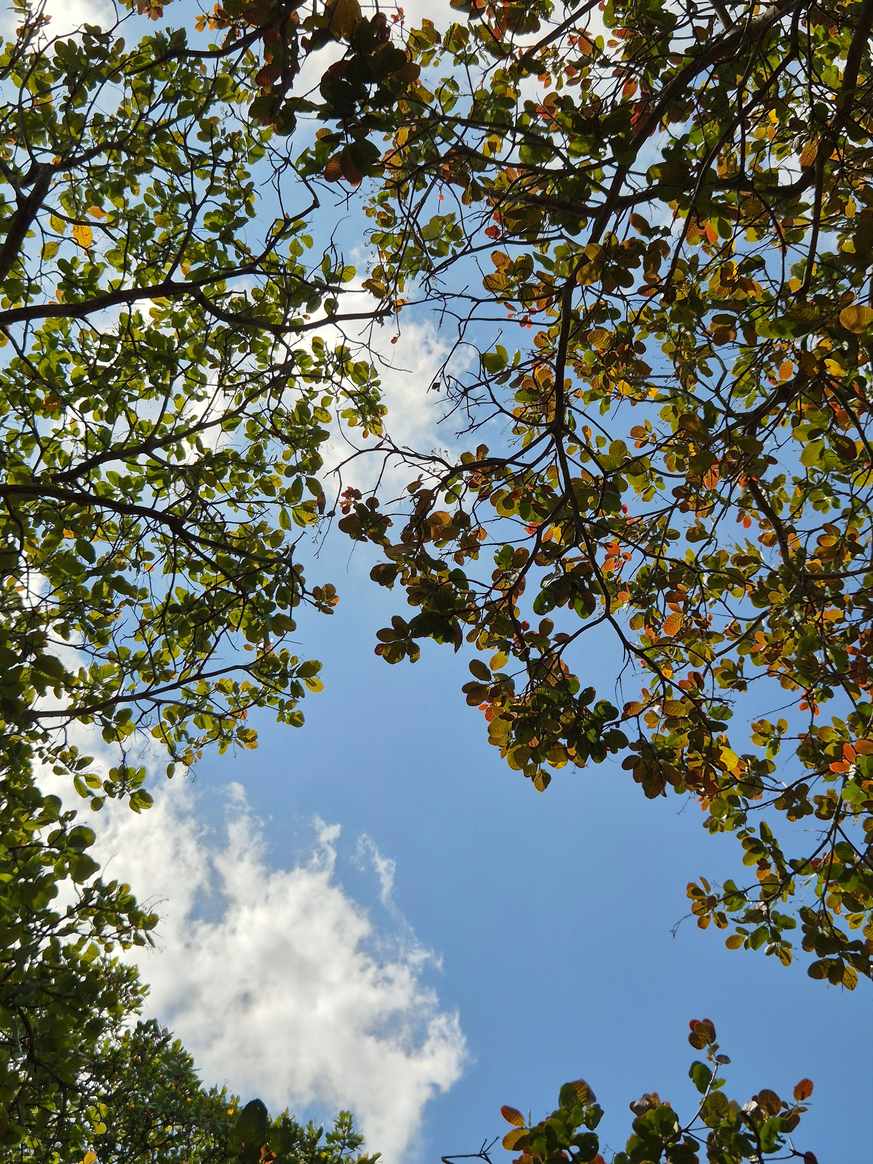 View of lush greenery and clear blue sky through tree canopy in Gia Lai, Vietnam.
