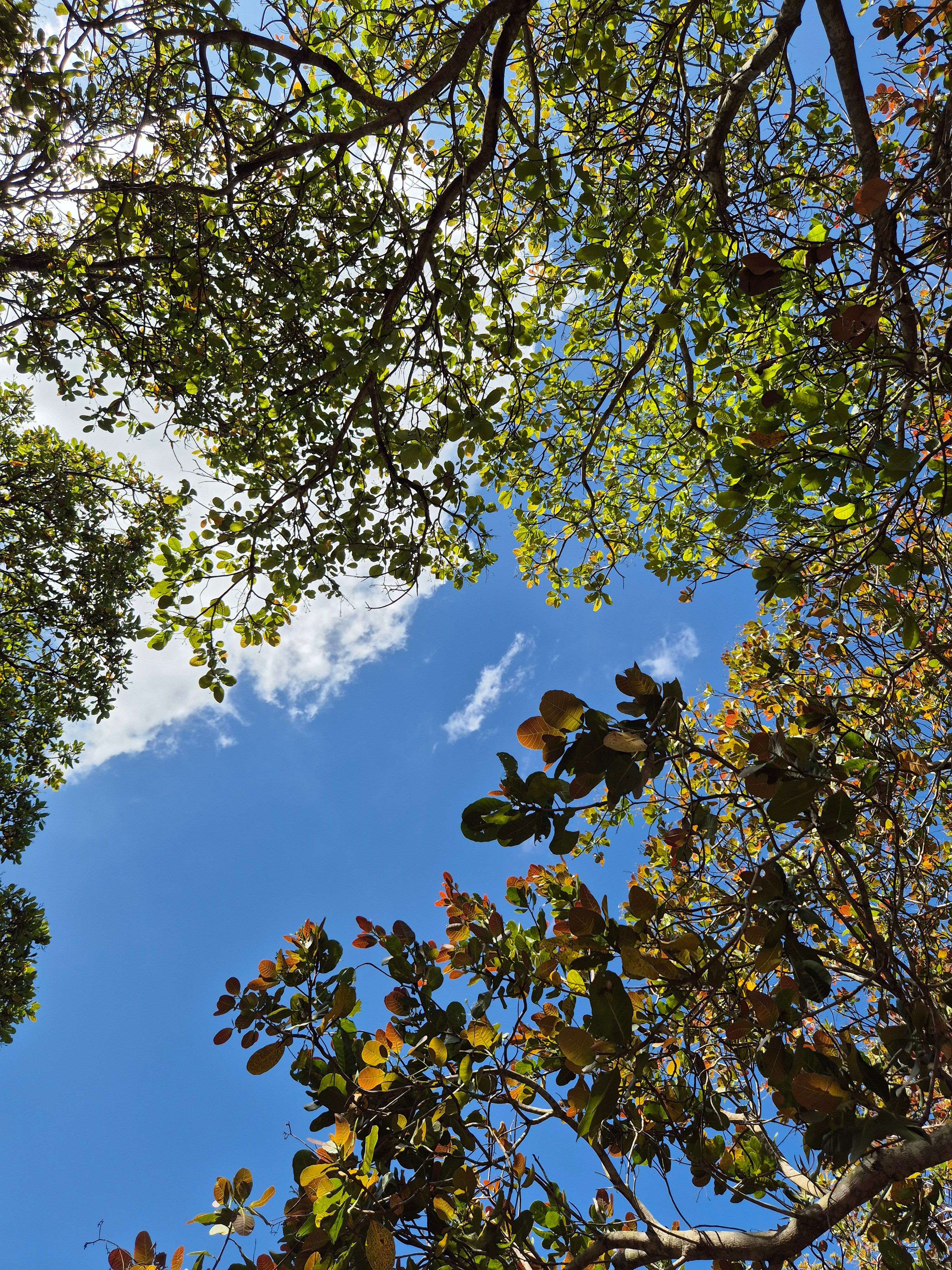 Lush Forest Canopy with Clear Blue Sky · Free Stock Photo