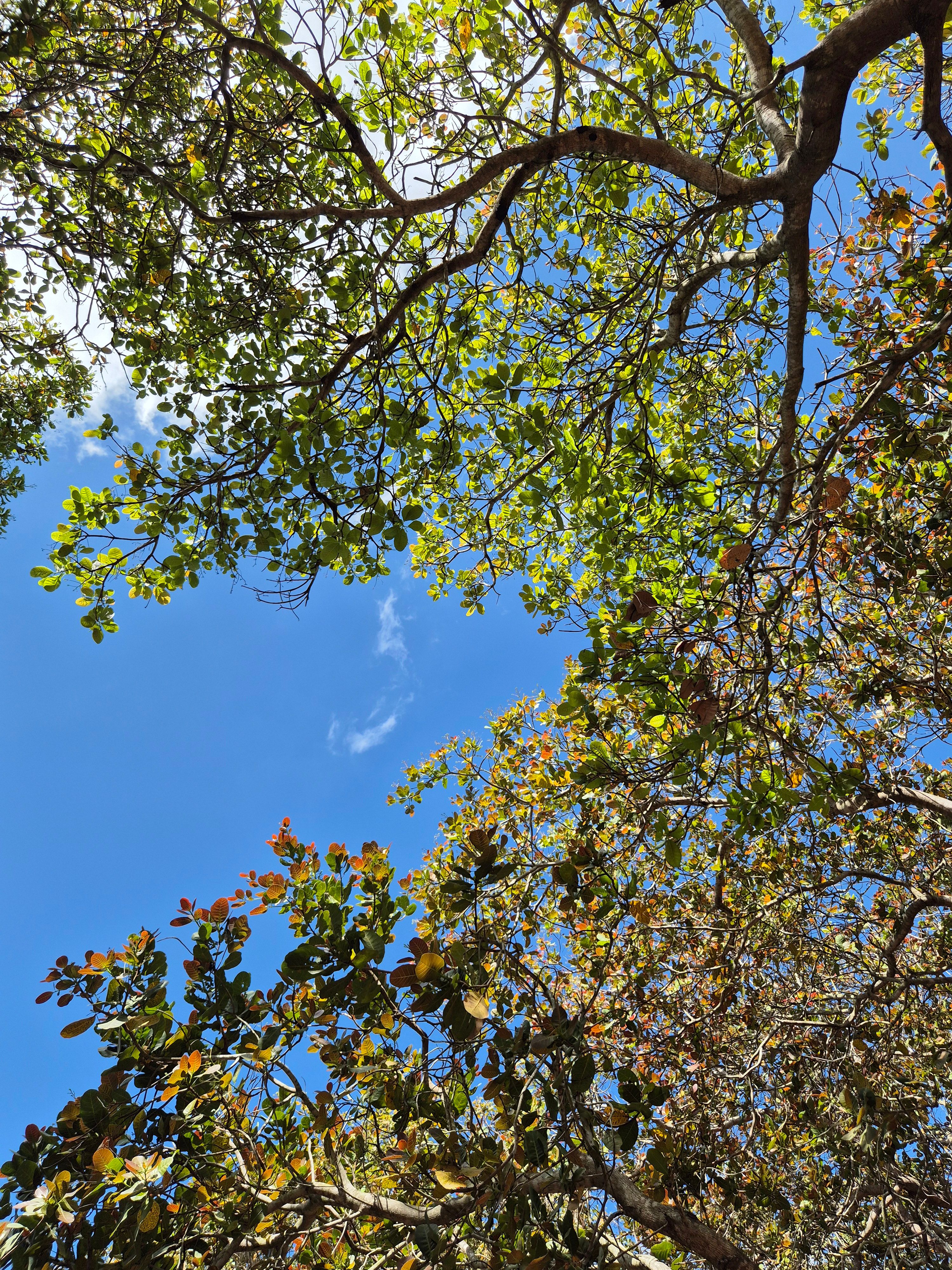 Lush Forest Canopy with Clear Blue Sky · Free Stock Photo