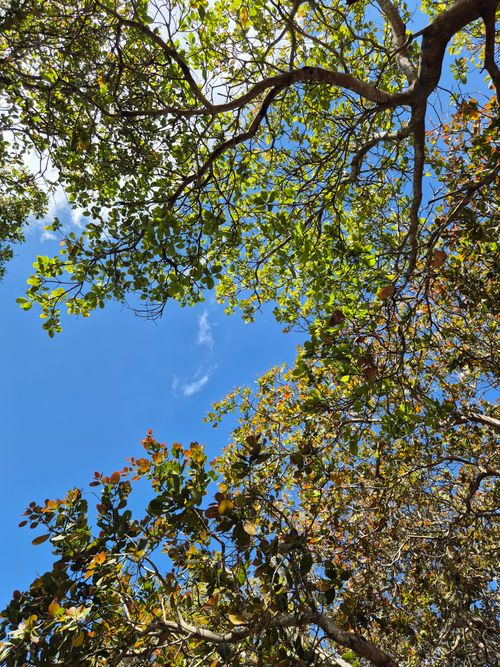 Free Looking up at a vibrant tree canopy against a clear blue sky in Gia Lai, Vietnam. Stock Photo