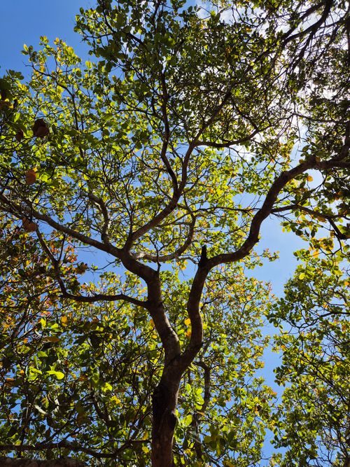 Free Sunlight filters through a vibrant forest canopy in Gia Lai, Vietnam, capturing nature's beauty. Stock Photo