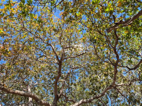 A vibrant tree canopy with sunlight filtering through leaves in Gia Lai, Vietnam.