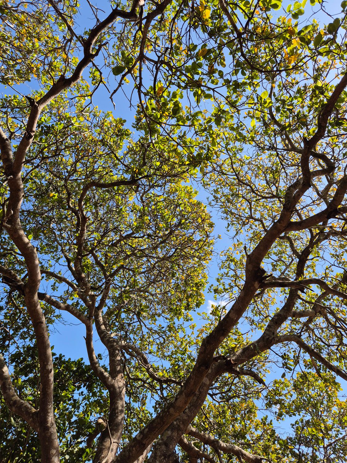 Lush Tropical Tree Canopy in Vietnam · Free Stock Photo