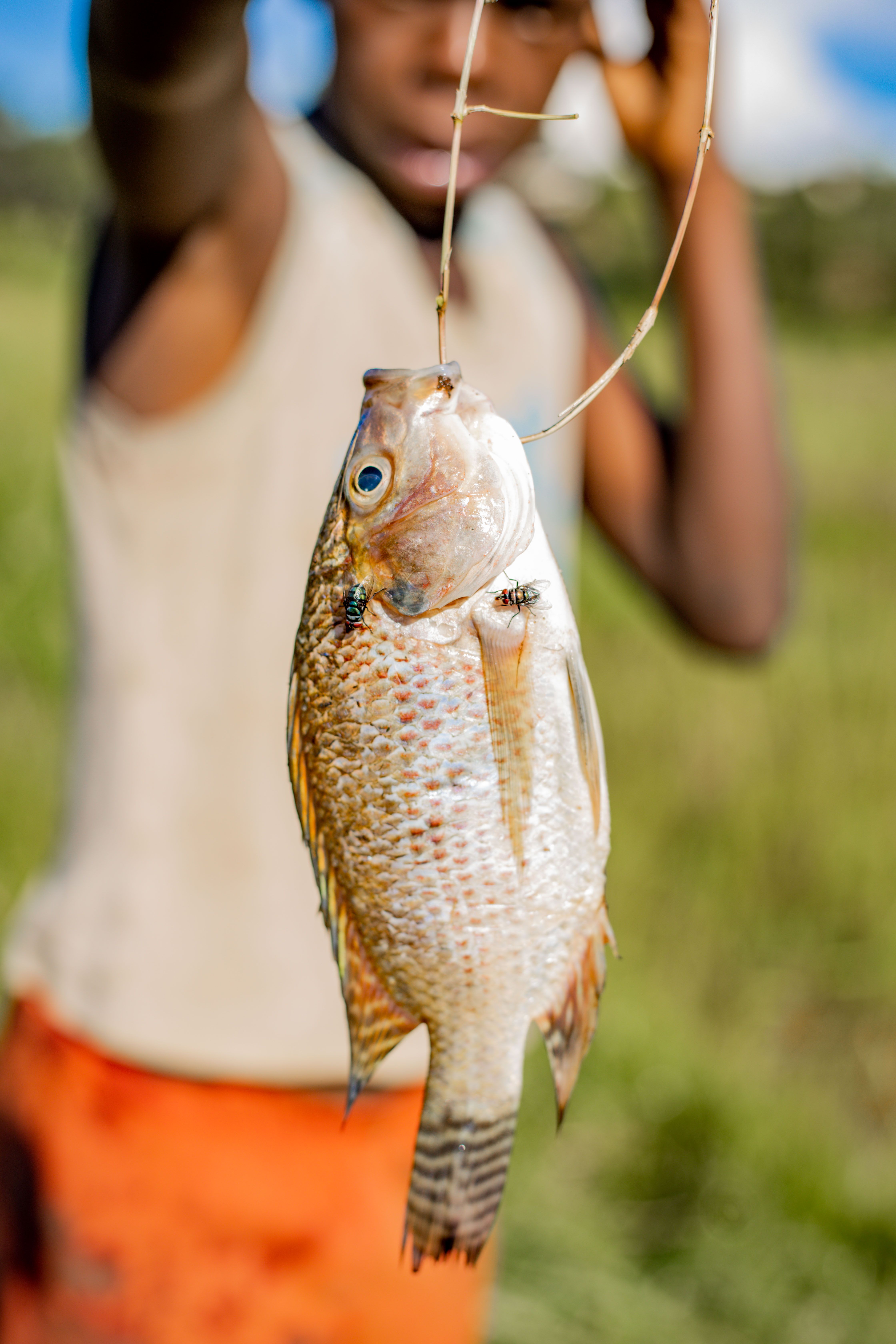 A freshly caught tilapia fish hanging with a blurred person in the background, emphasizing outdoor fishing.
