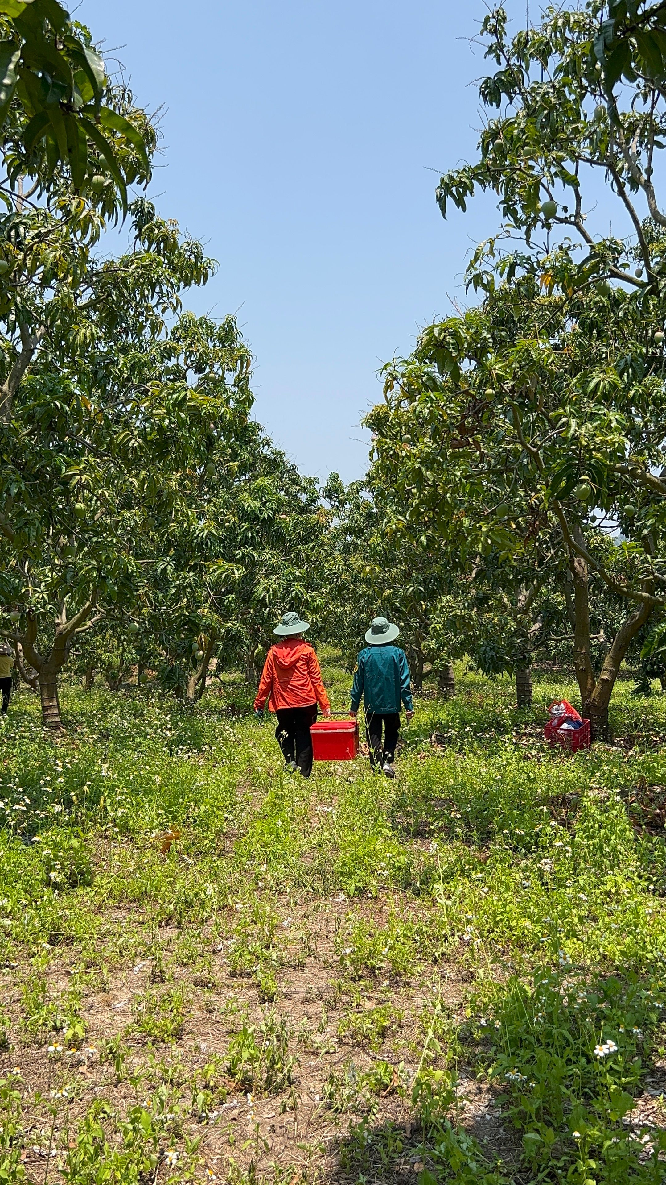Two farmers carrying a basket through a green orchard, capturing the essence of countryside agriculture.