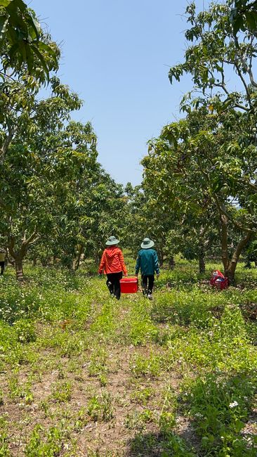 Chuyên Macca Úc Nhập Khẩu Chính Ngạch Đầy Đủ Giấy Tờ 5 Two farmers carrying a basket through a green orchard, capturing the essence of countryside agriculture.