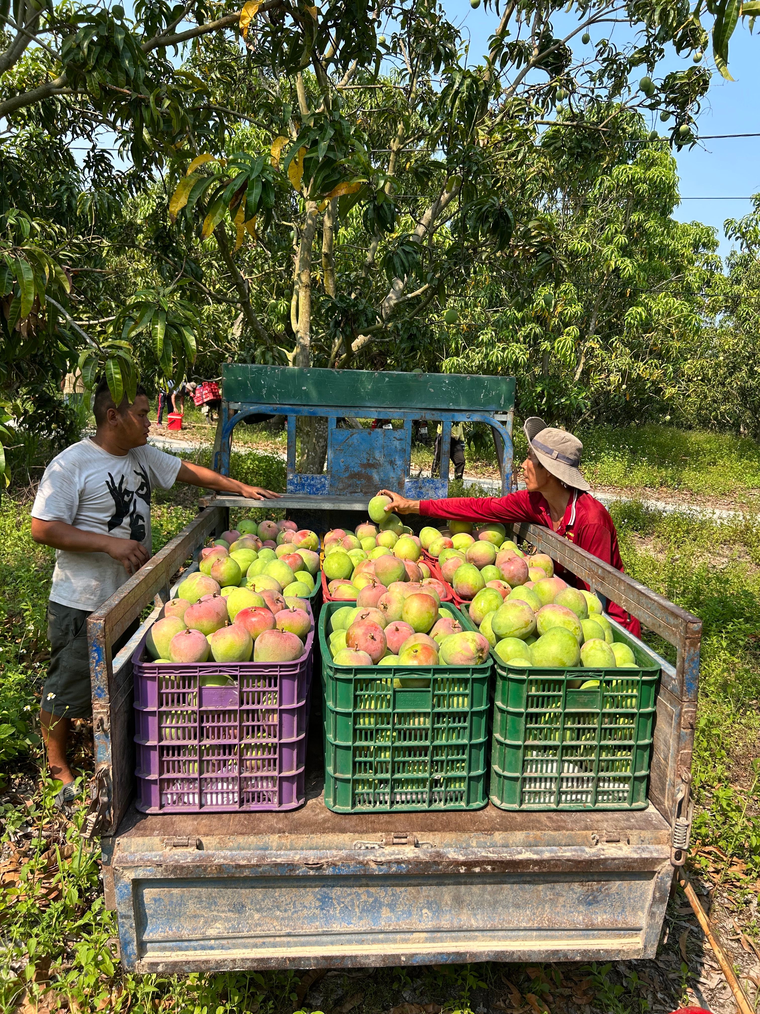 Mangoes