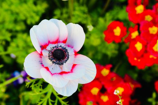 Vibrant white anemone flower with red center blooming among colorful garden flora in Paris.