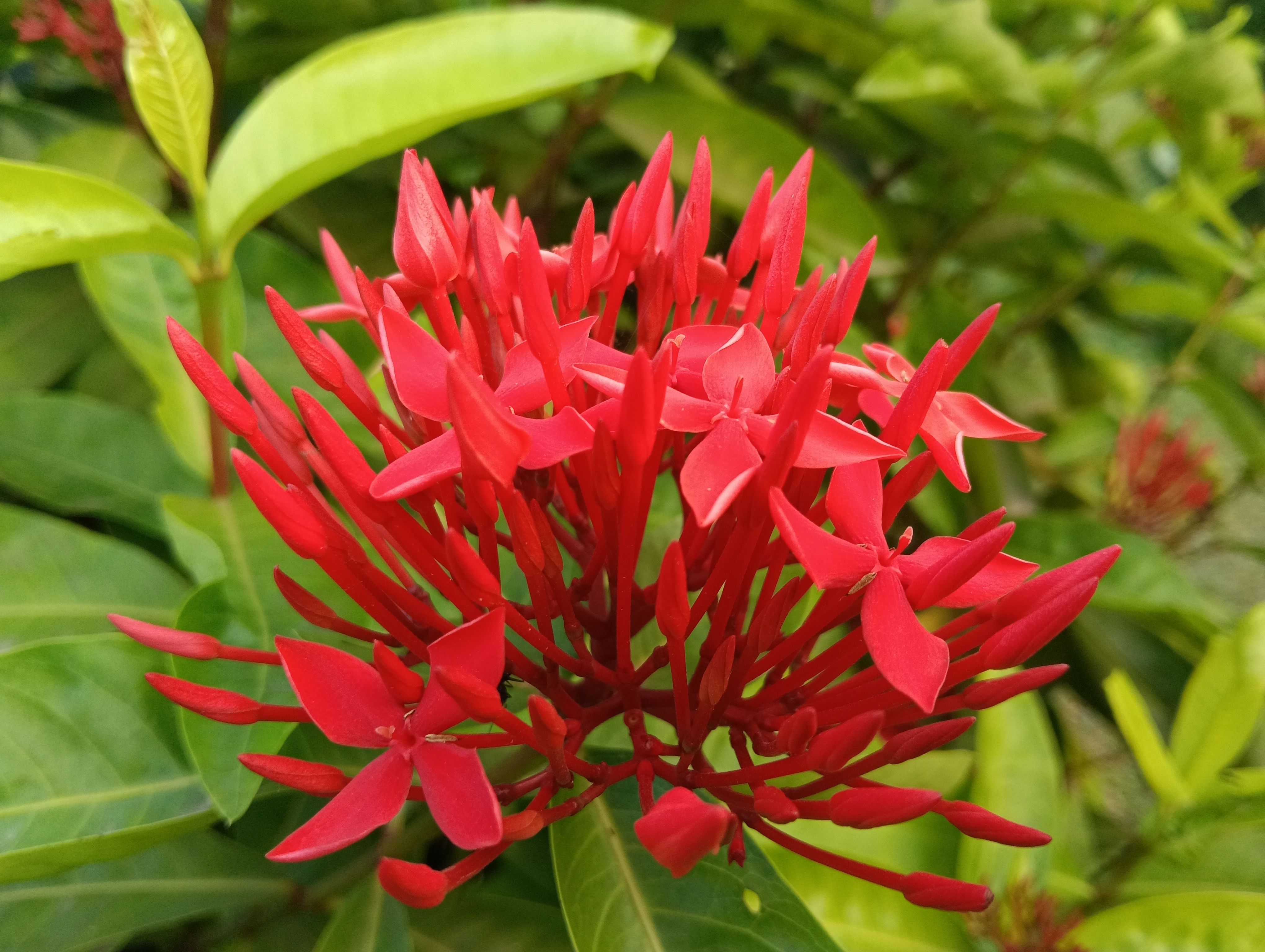 Red Petaled Flower Close Up Photography · Free Stock Photo