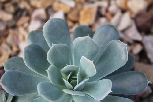 Free Detailed view of a green succulent with rocky background. Stock Photo