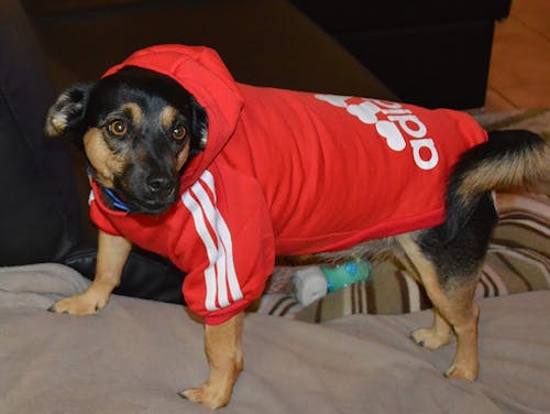 Kostnadsfri bild av hund-, hundar, husdjur