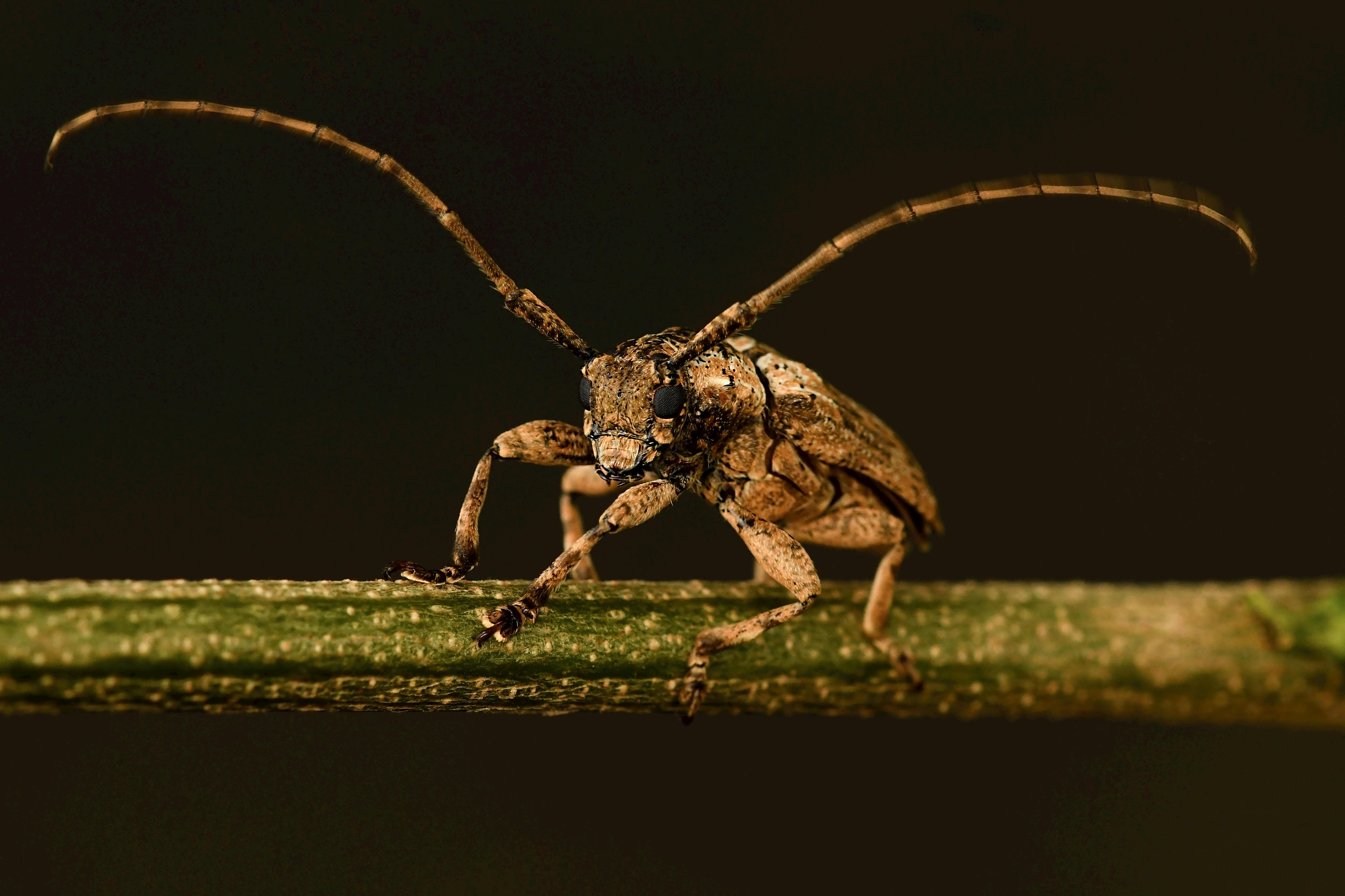 Detailed macro