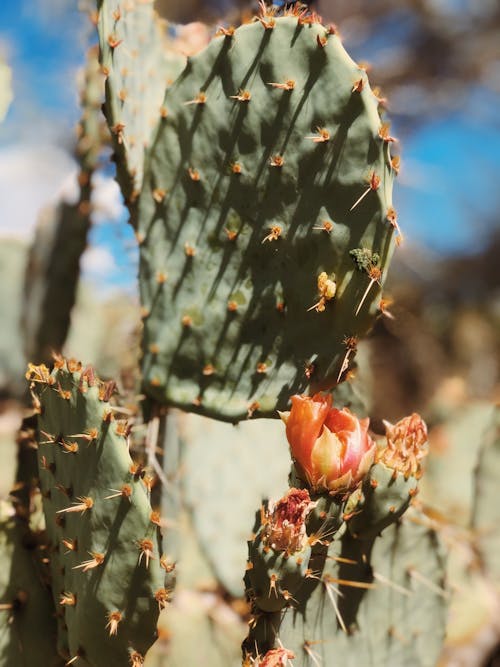 亞利桑那州, 仙人掌花, 美麗的花 的 免費圖庫相片