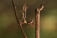Close-up image capturing an ant interacting with a grasshopper on a branch.
