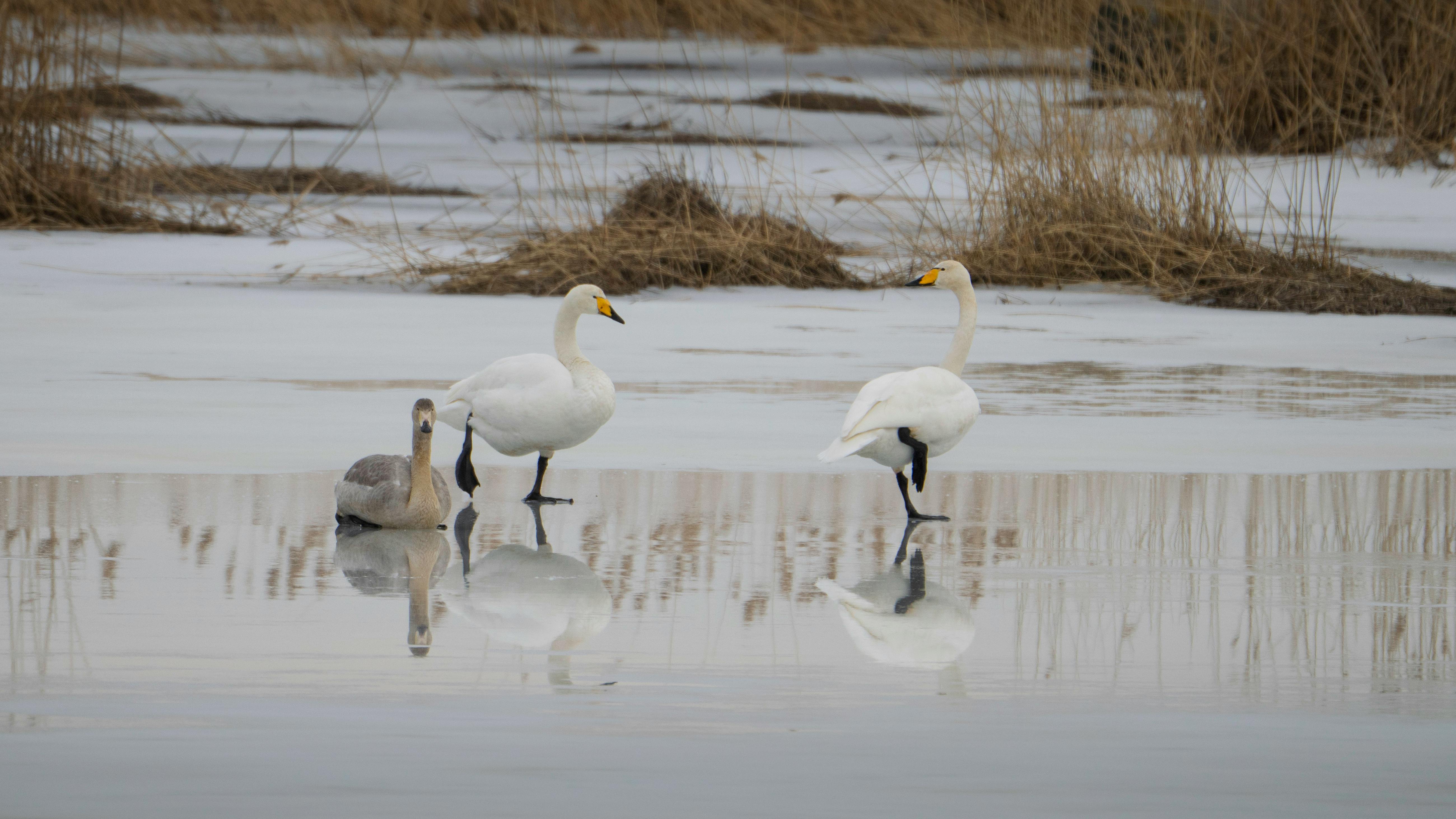 Whooper Swan Wintering — Lough Beg