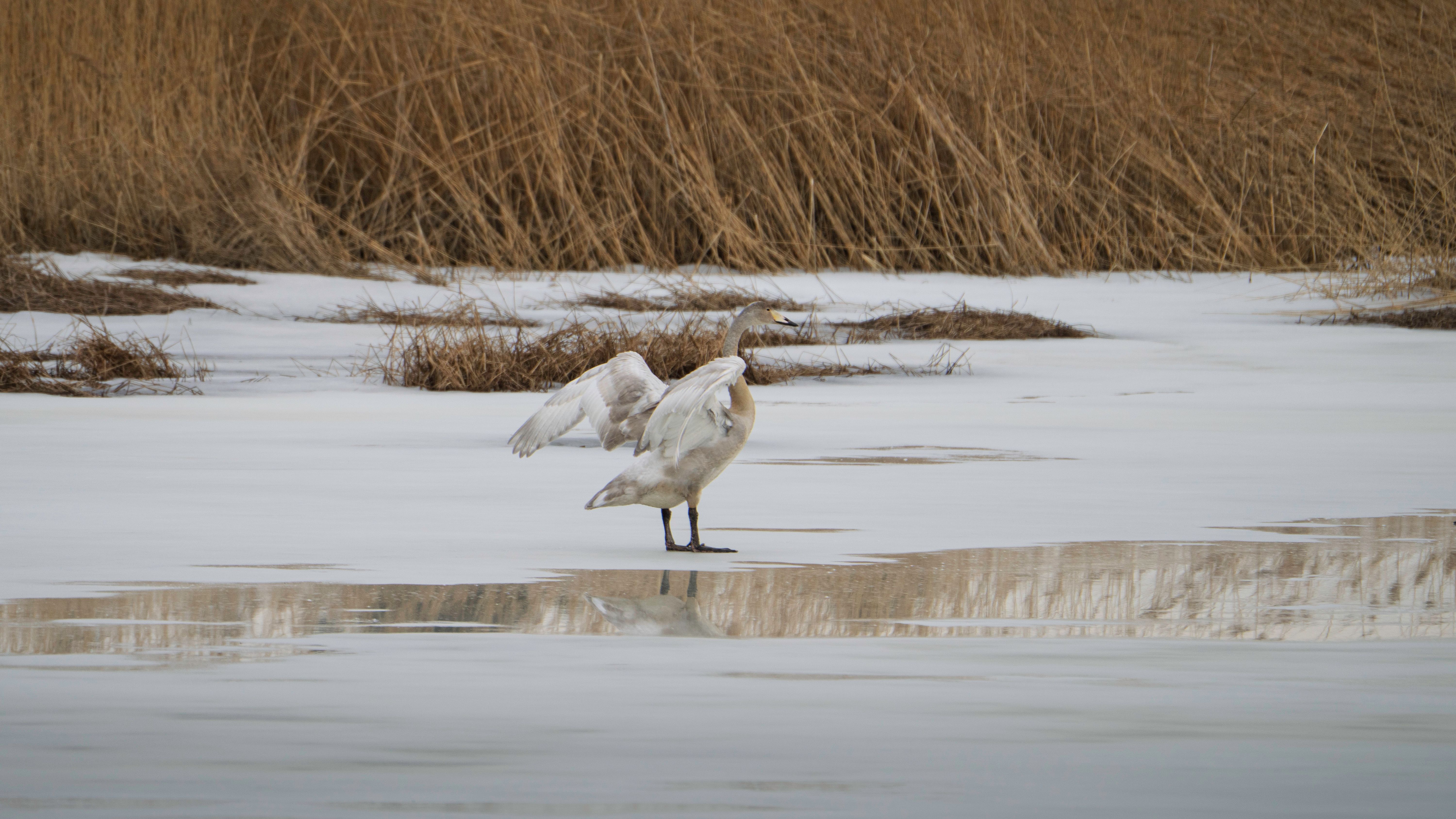 Habitats For Birds