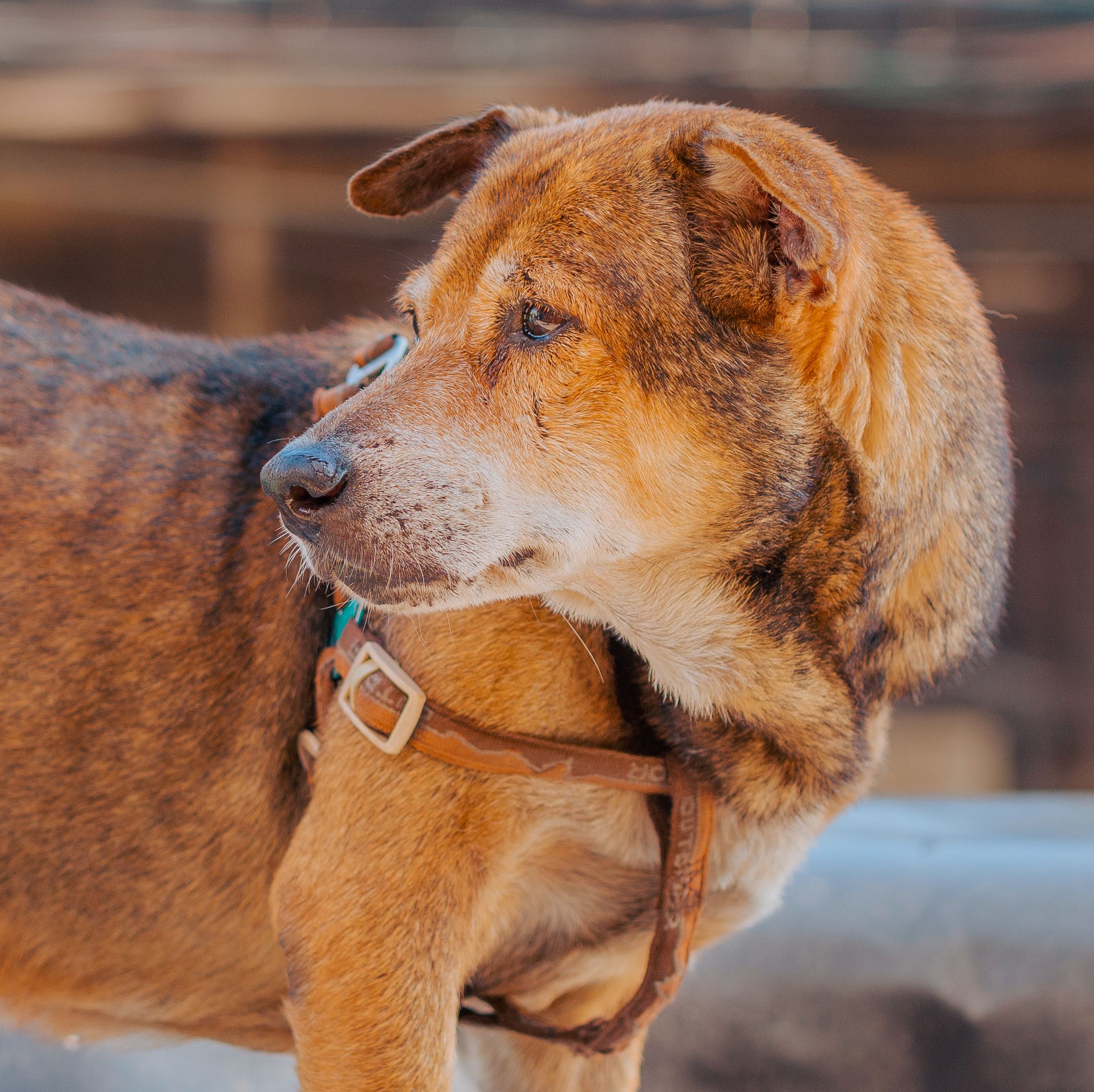 4 strategies to retrofit legacy pet food plants for food safety — Photo by Clarence Gaspar on Pexels