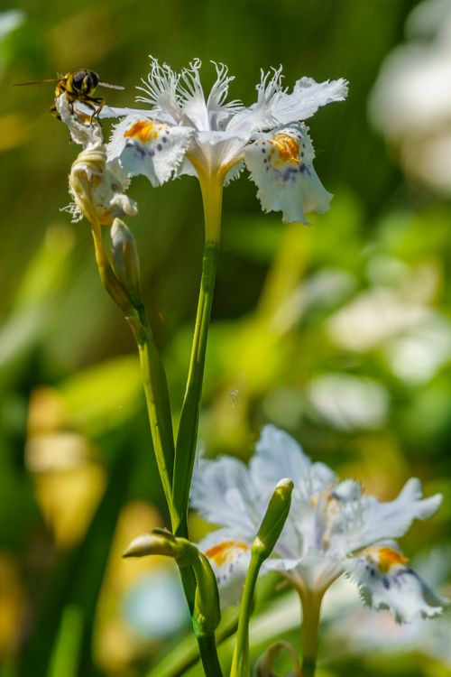 Free Close-up of bee on Iris japonica with vibrant green background. Stock Photo