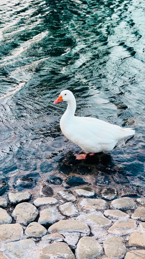 Free A white goose stands by a rocky shoreline with water rippling around. Stock Photo